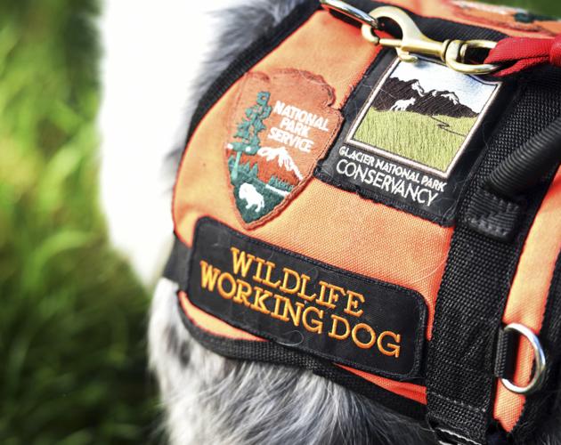 Bark ranger' keeps animals and people safe