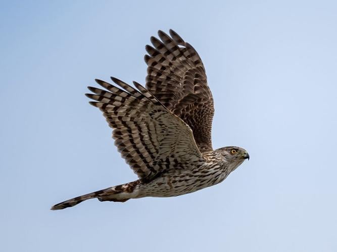 Linking Wild Birds to Care: UM Collaboration Improves Life After Stroke