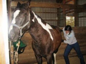 Equus and Paws