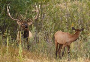 Prime bugling time: Check out these spots to watch and hear bull elk