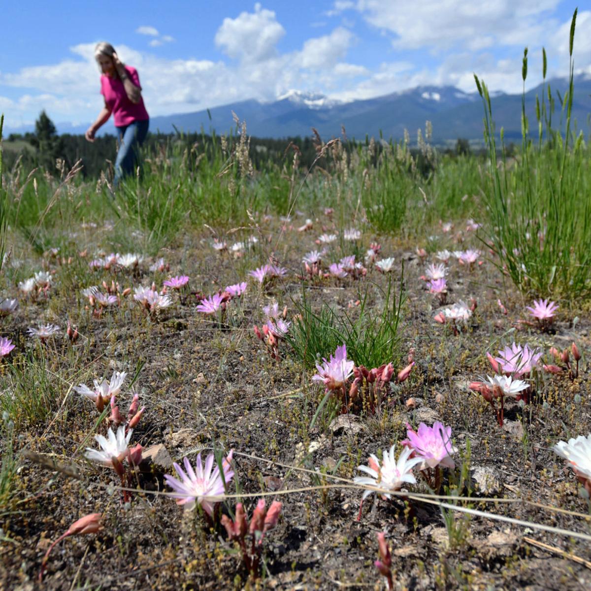 Thousands Of Bitterroot Flowers Grow In Florence Woman S Backyard