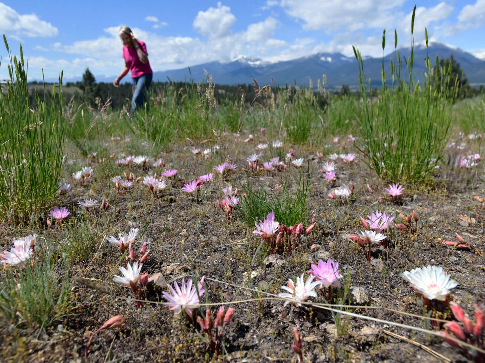 Thousands Of Bitterroot Flowers Grow In Florence Woman S Backyard Local News Missoulian Com Thousands Of Bitterroot Flowers Grow In Florence Woman S Backyard Local News Missoulian Com