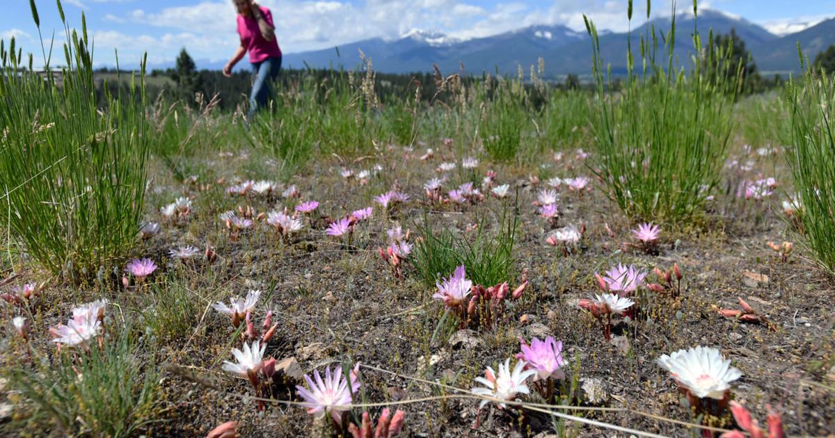 Native Bitterroot Bitterroot Flowers Missoula Montana | Best Flower Site