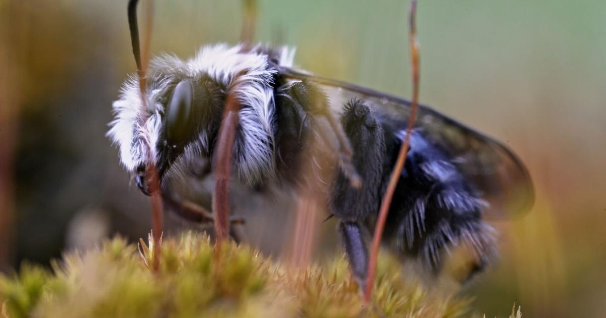 Bug Insect Documentaries Missoula documentary explains insects' crucial role