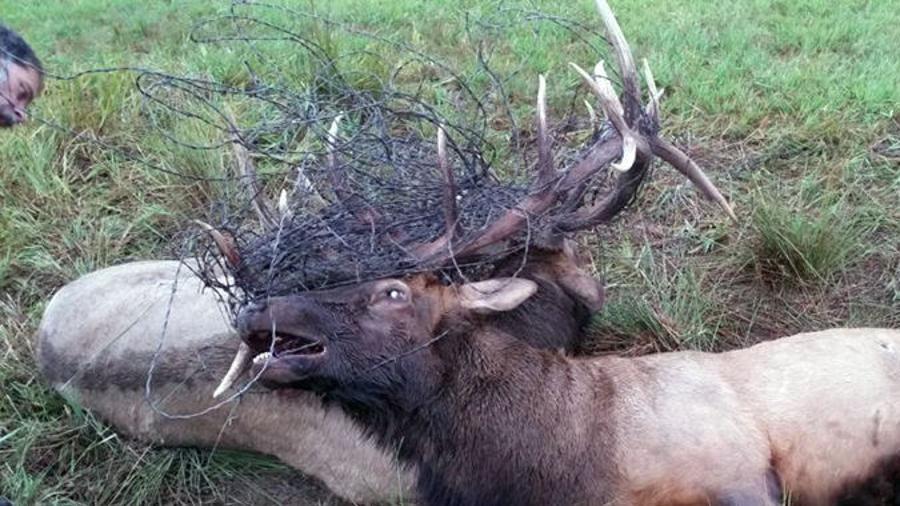 bull elk that battled to death feeding the hungry in idaho outdoors missoulian com