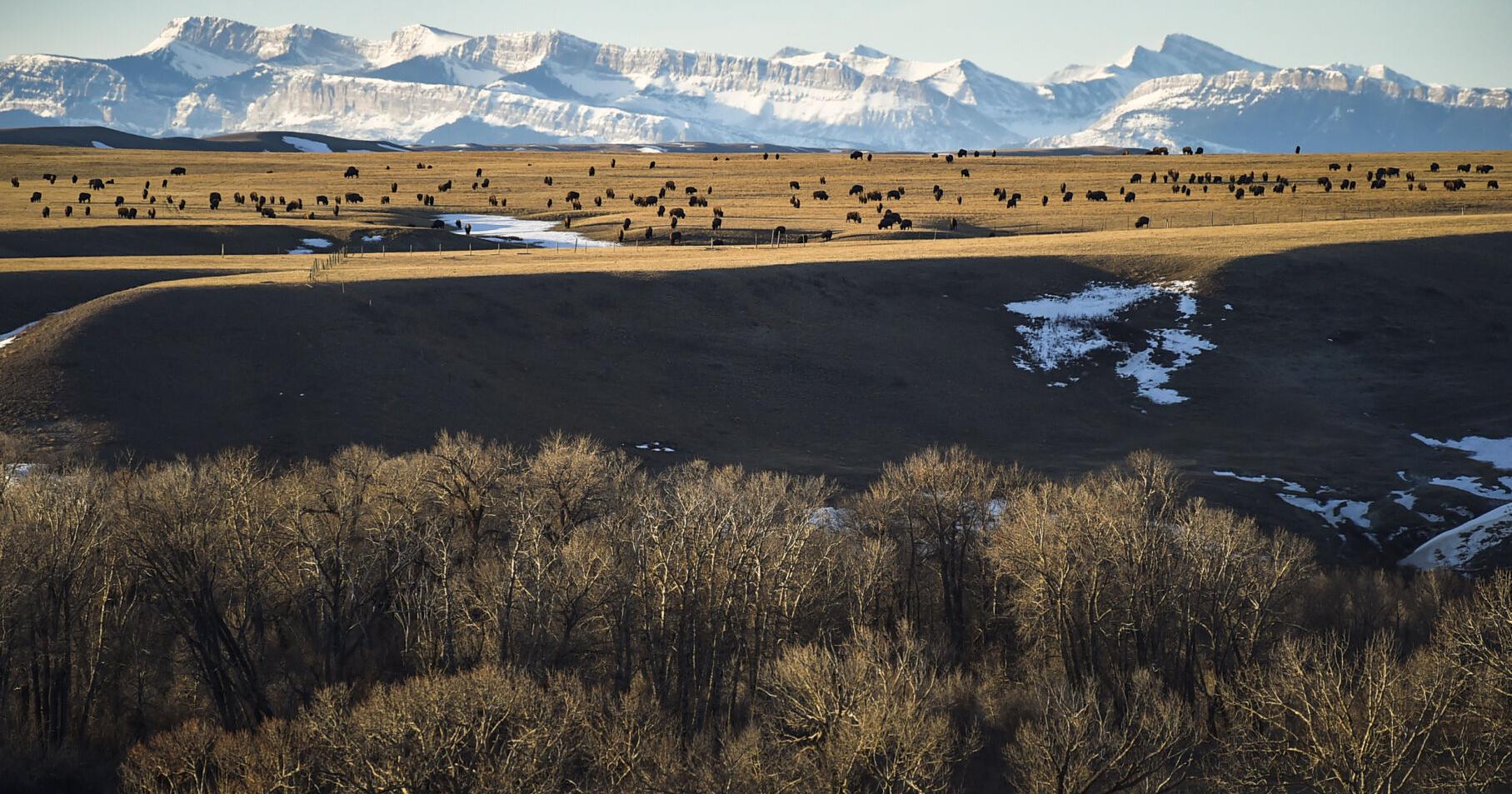 Interior Department invests $5M to restore bison - Vimarsana News