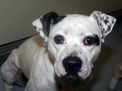 pet of the week angelina an adorable pitbull at missoula s humane