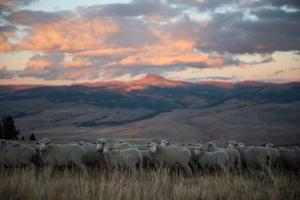 Over 200 sheep killed in lightning strike in Gravelly Range near Dillon