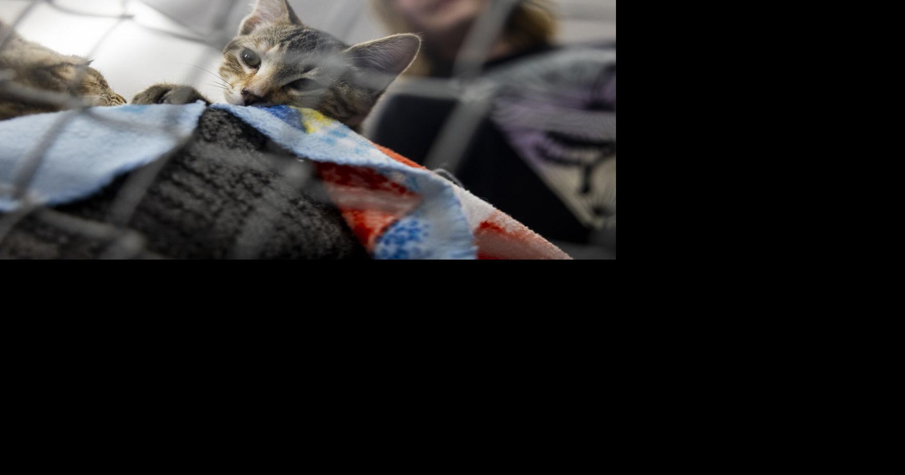 GUTS! program kids visit AniMeals shelter kitties