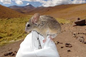 UM scientists: World’s highest-dwelling mammal could boost cancer treatments