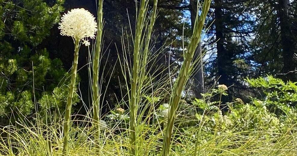 Beargrass blooms