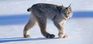 Federal rule cuts Canada lynx critical habitat in Montana by 43%
