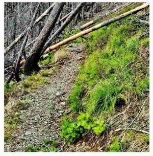 Surprise encounter led to fatal grizzly attack