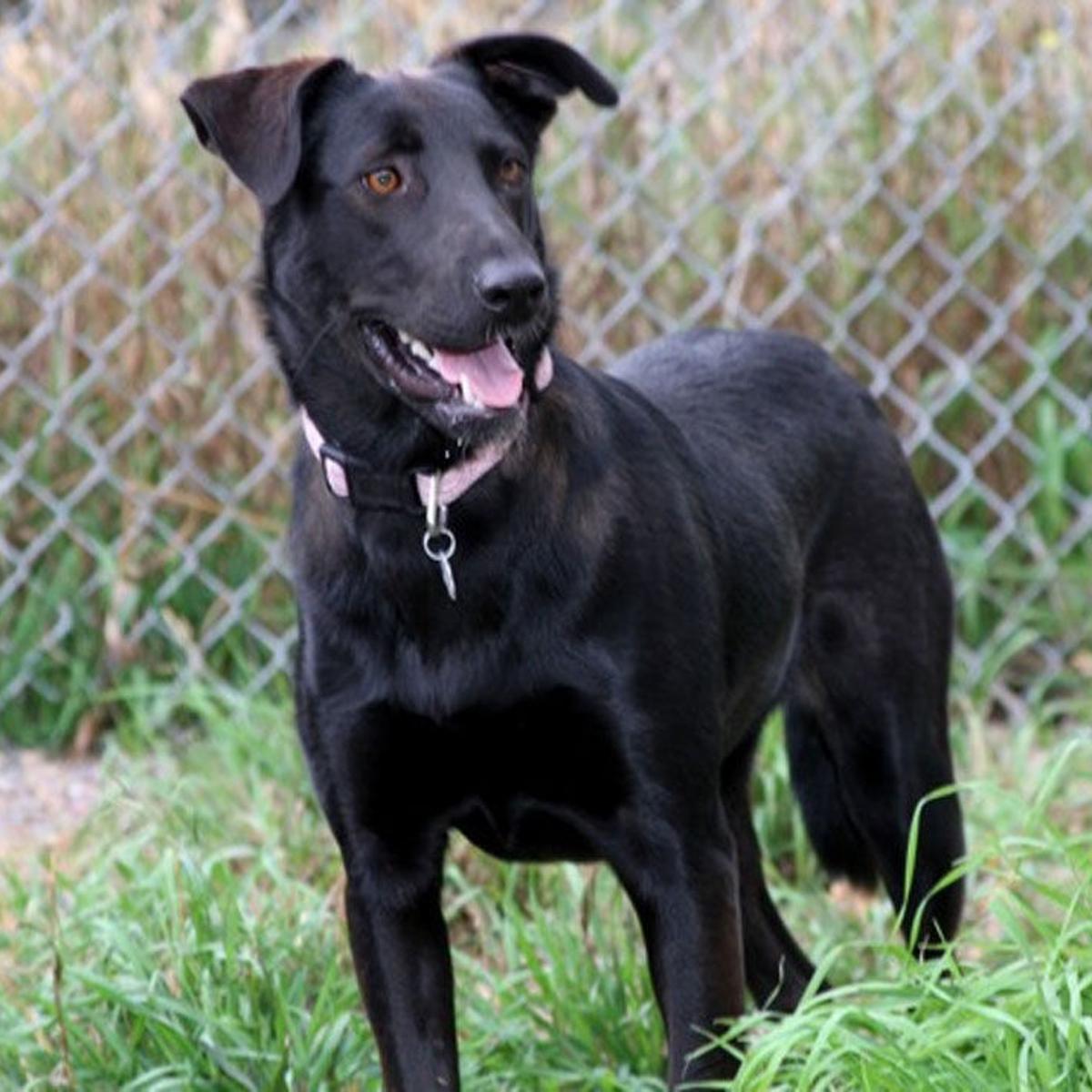 Pet Of The Week Lab Border Collie Mix Is The Perfect Missoula Dog Pets Missoulian Com Pet Of The Week Lab Border Collie Mix Is The Perfect Missoula Dog Pets Missoulian Com