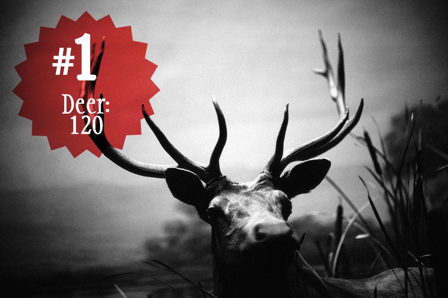 Most dangerous animals in Montana