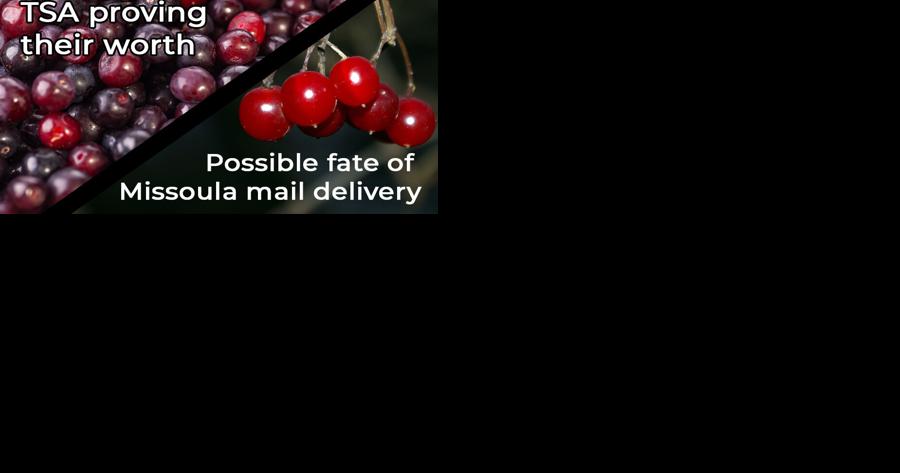Huckleberries to TSA; chokecherries for post office move - Vimarsana News