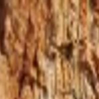 Researchers Pine Beetles Change Raindrop Physics When They Kill Trees State Regional Missoulian Com
