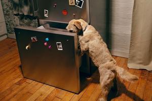 How long does fresh dog food last in the fridge?
