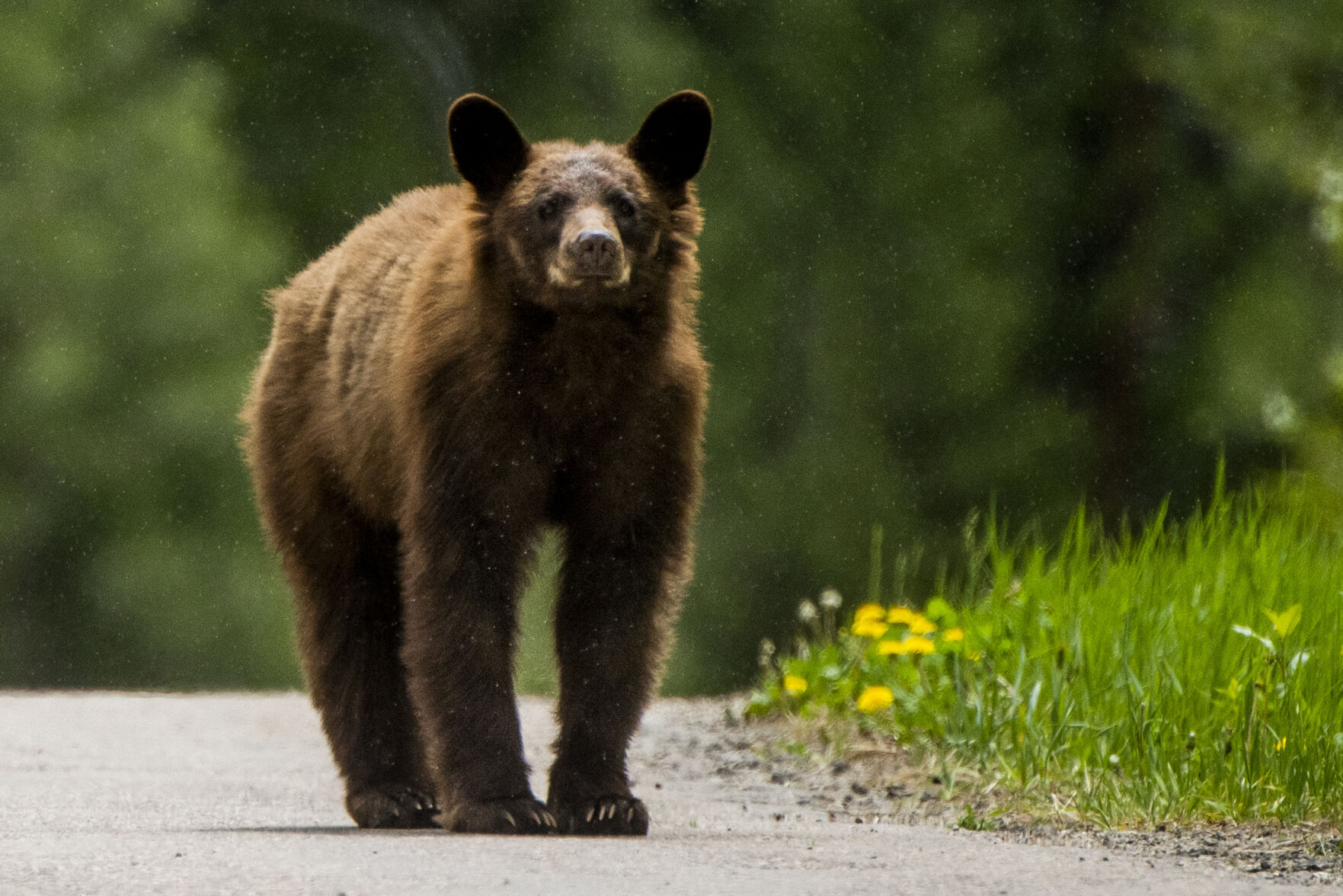 Motorcyclist dies after hitting bear picture