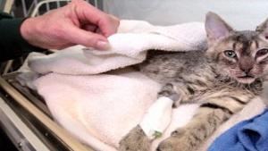 Mercy The Abused Kitten Euthanized Damage Too Severe Local News