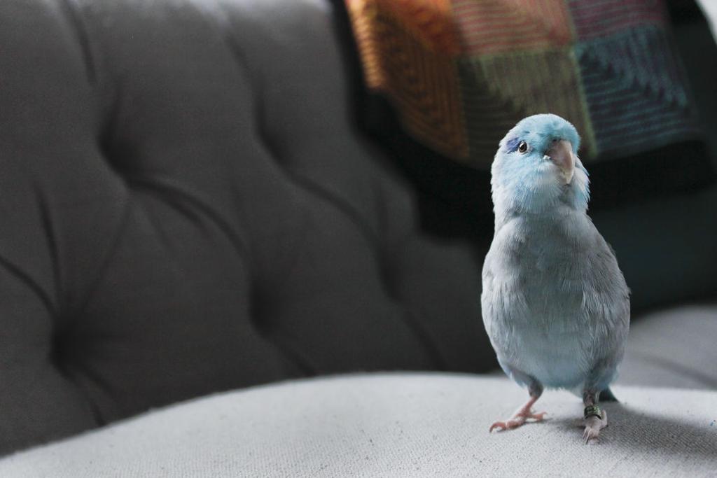 parrotlet for sale ohio