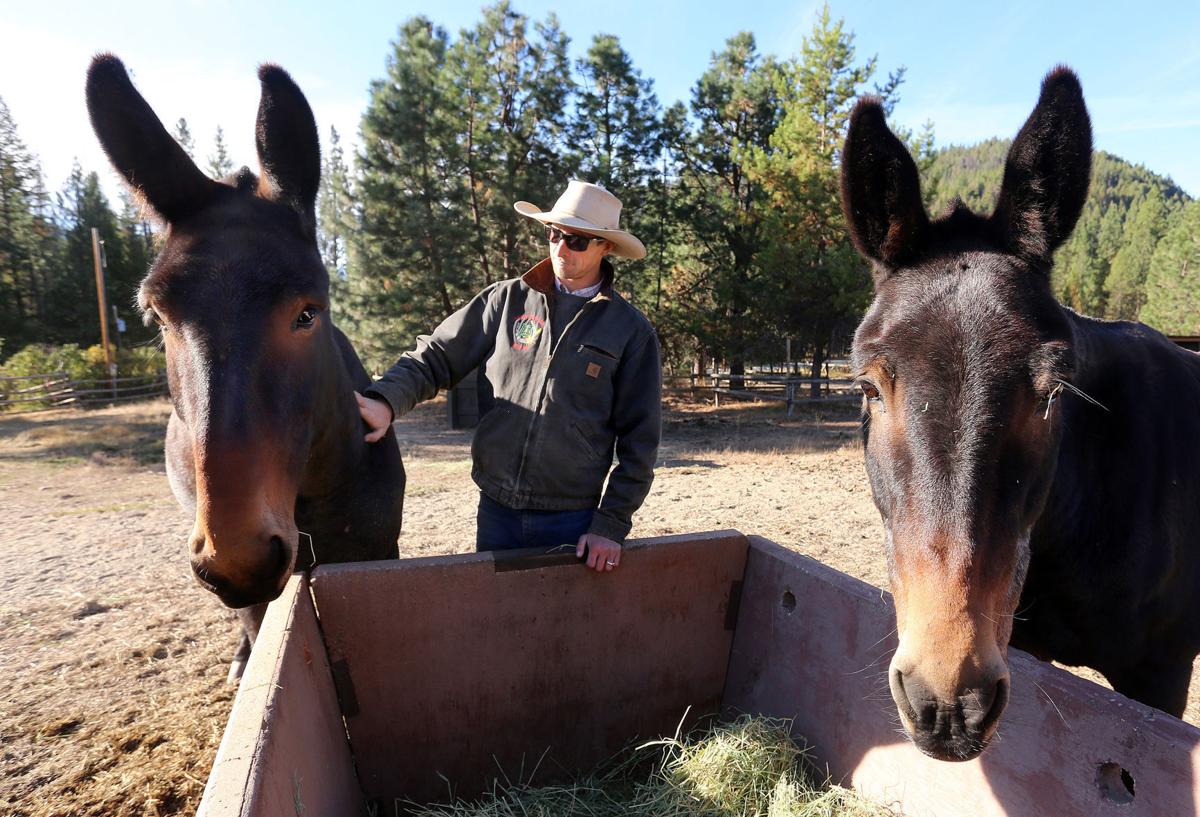New packer, matched mule team on duty in Bitterroot National Forest