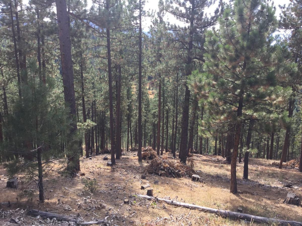 Rattlesnake Debris Burning To Start This Week Local News Missoulian Com