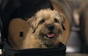 Creators devise exit strategy for ‘Colin from Accounts’
