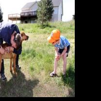 Wolf killed after attacking dogs on edge of Hamilton
