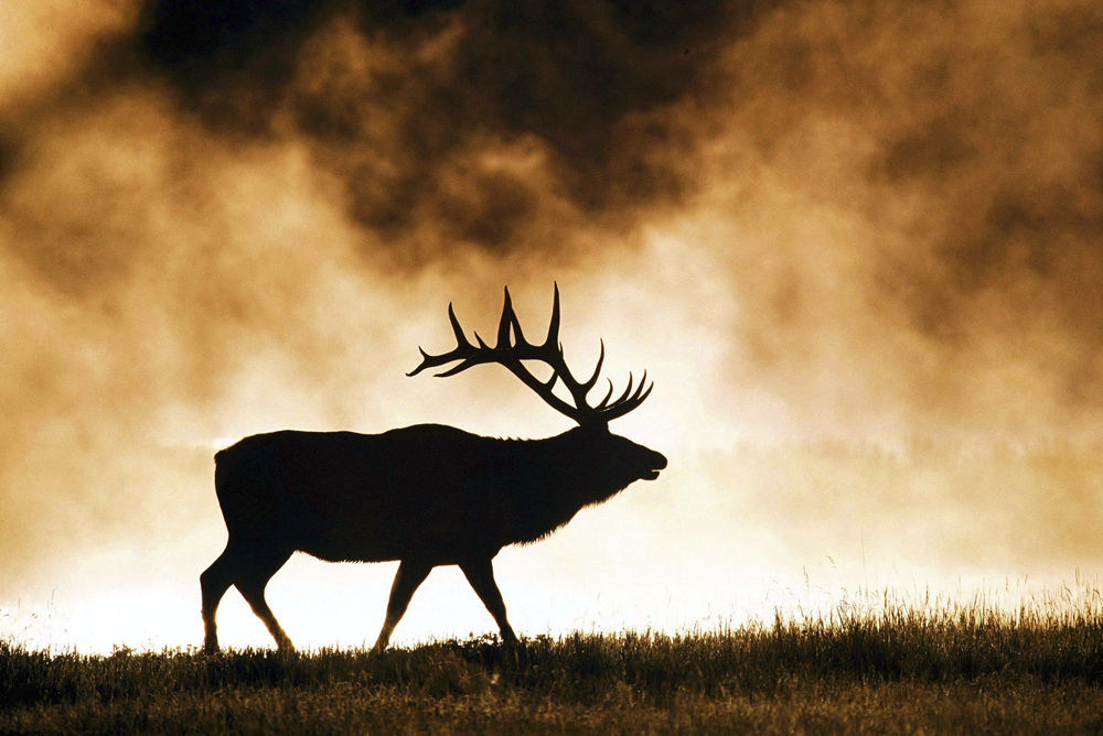 Elk again on the rise in Bitterroot hunting districts