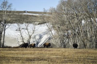 'Buffalo take care of us': First Blackfeet buffalo hunt open to all was a success