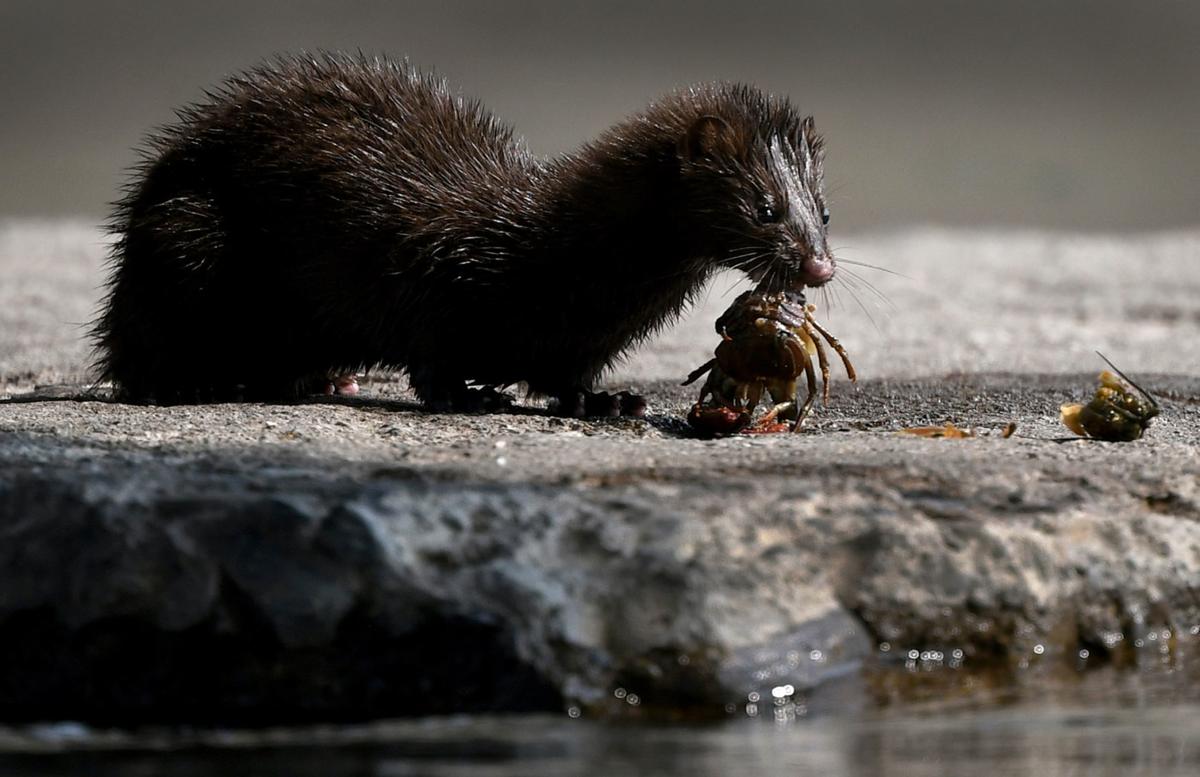Bridge Buffet Mink Hunting Crayfish Draws Midday Crowd Local News Missoulian Com