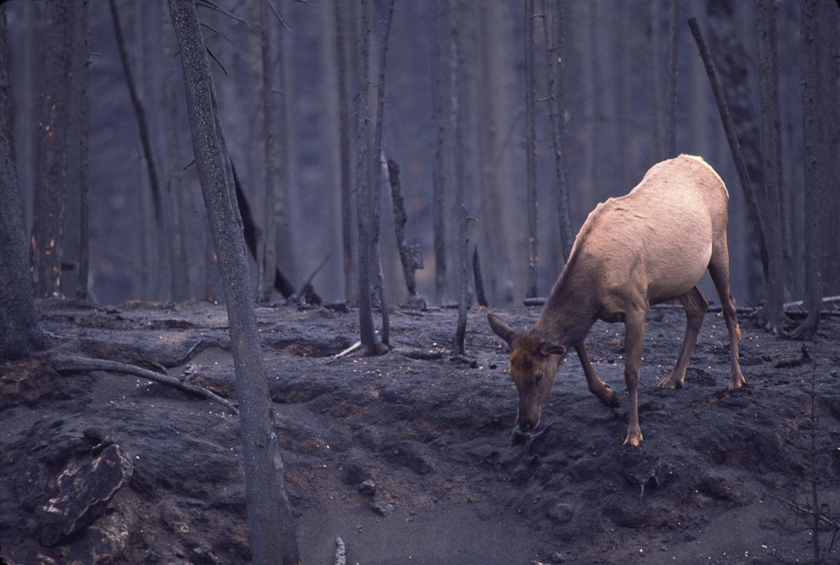 Elk in Yellowstone, 1988