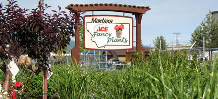 Fancy Plants - Missoula