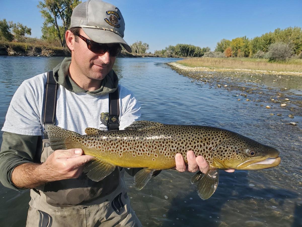 Bighorn brown trout