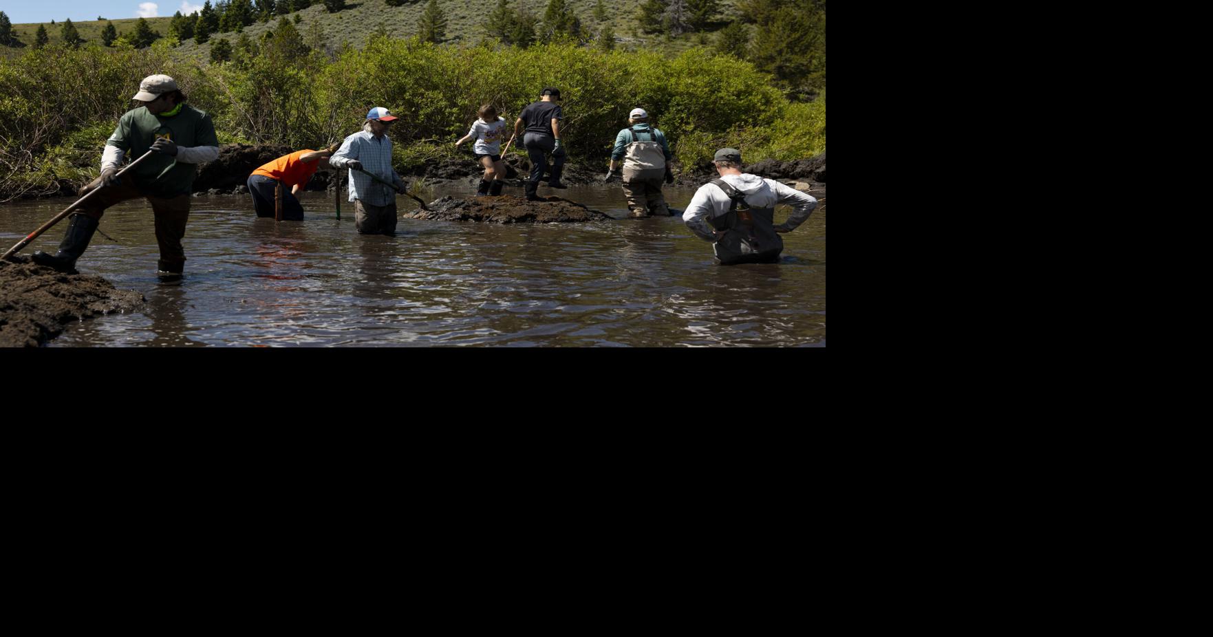 Volunteers toil at Moose Creek, east of Divide, to create new home for transplant beavers