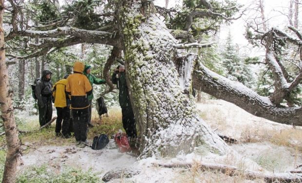 Participants in a hike huddle under the limbs of a Douglas fir