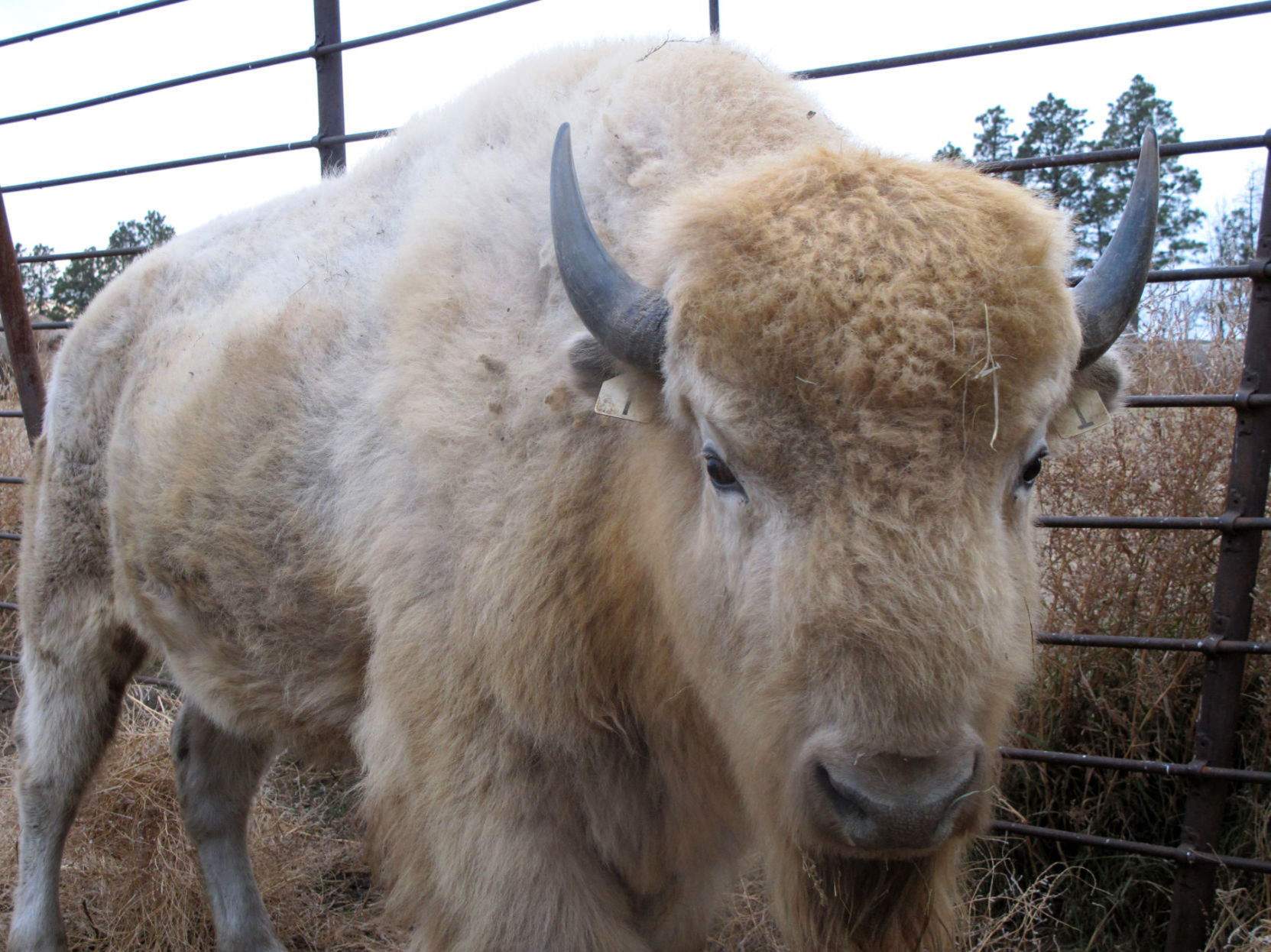 North Dakota resident breeds rare European bison