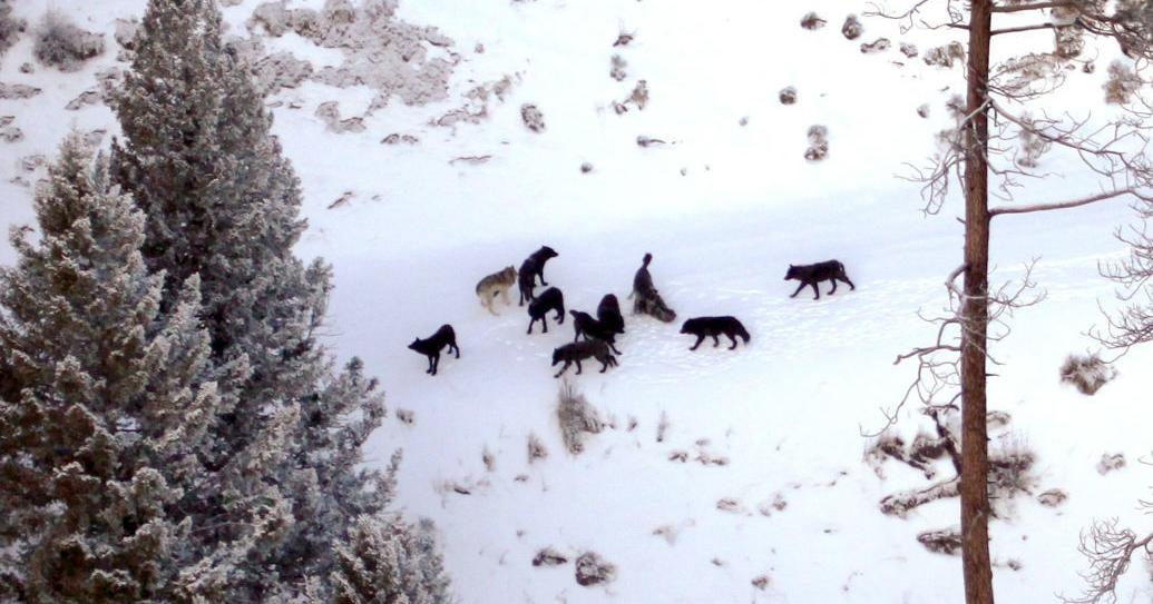 Predator Pandemic Predators and chronic wasting disease: A complex dynamic
