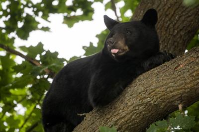 Failed berry crop leaves bears desperate for food