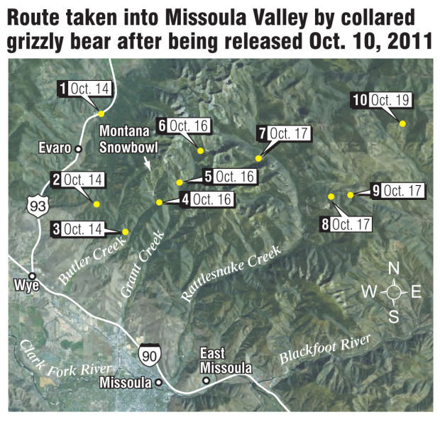 Route of collared grizzly near Missoula