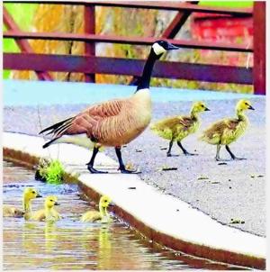 MOTHER GOOSE