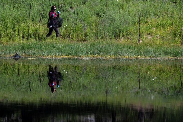 Western Painted Turtle Study Becomes a UM Classroom for Future Scientists
