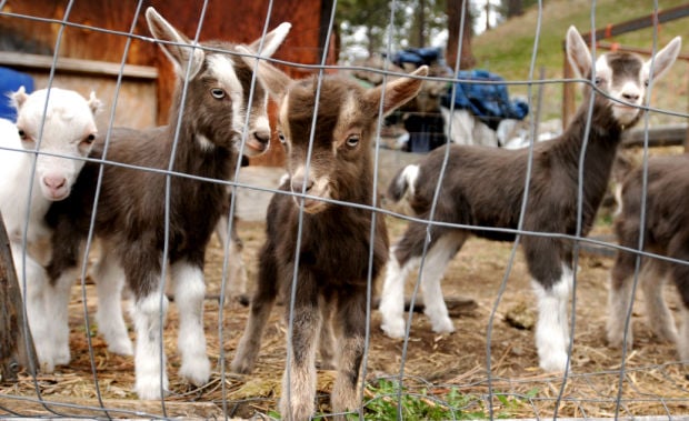 Couple, known for donating goats for public radio, mark 60 years of ...