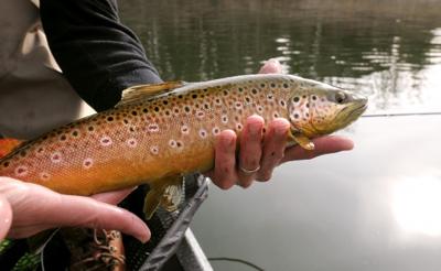 Freshwater Mold Fungus Kills Brown Trout Outdoors Recreation Brown Trout
