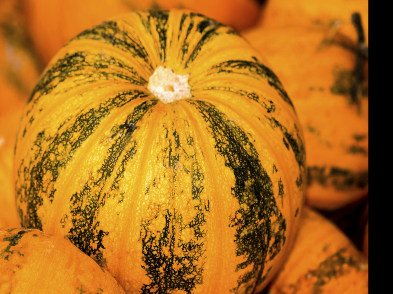 Flash In The Pan Pumpkin Seeds Oil Are Gifts Of The Season