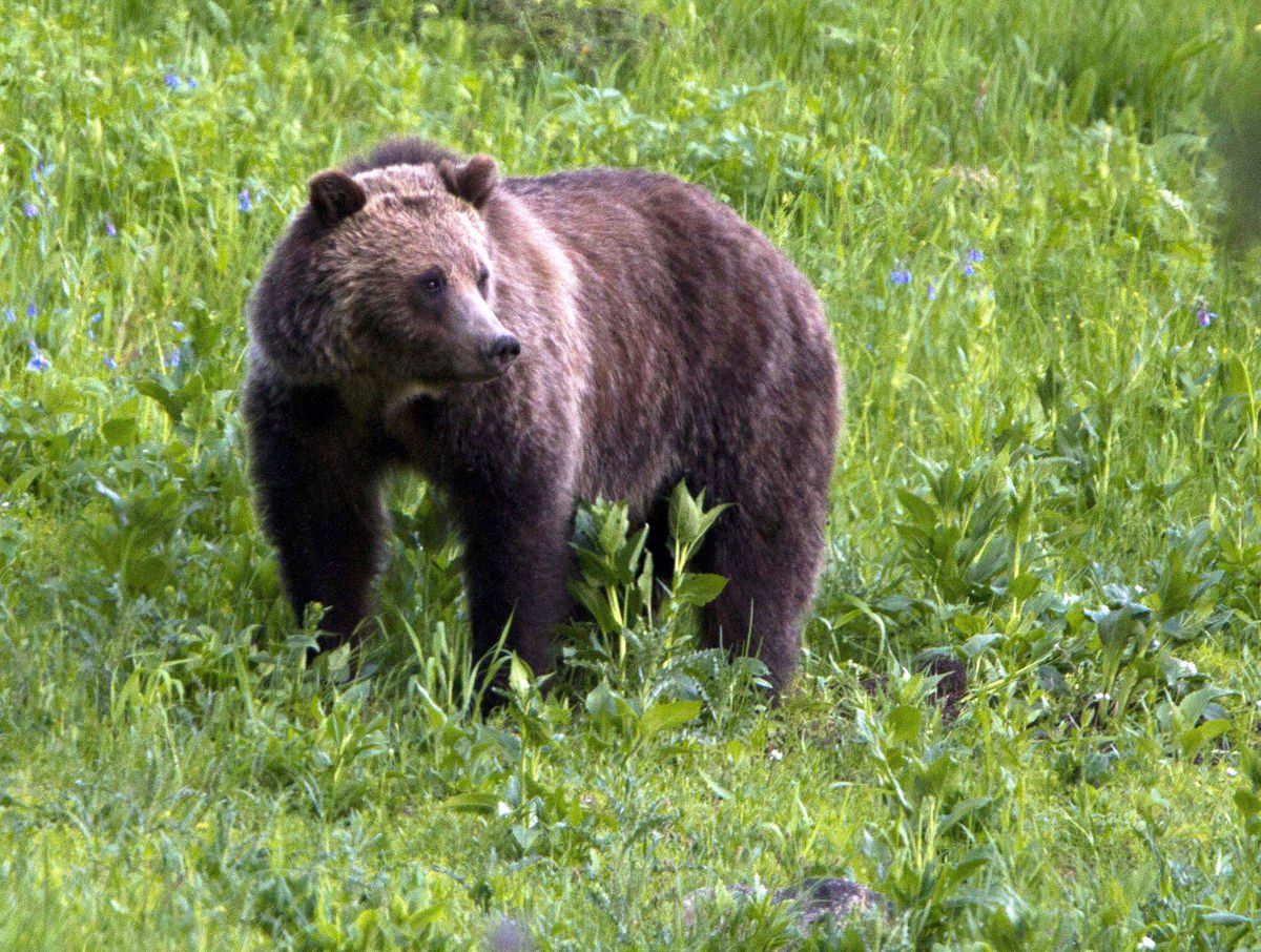 Agency Rules Grizzly Bears In Selway-Bitterroot Protected Under ...