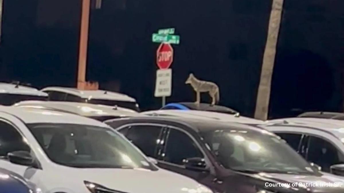 Video of car-top coyote in Tucson goes viral