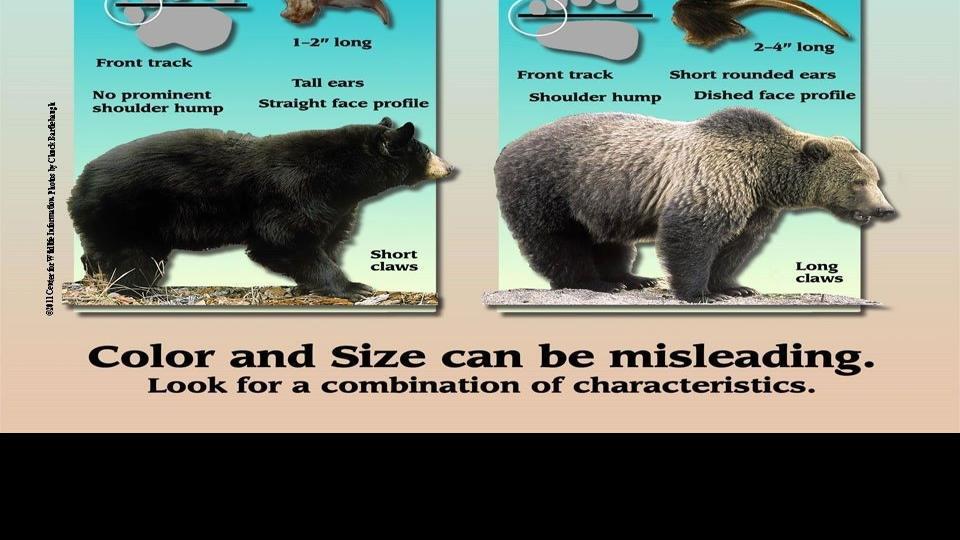 Archery Hunter Mistakenly Shoots Kills Grizzly In Idaho