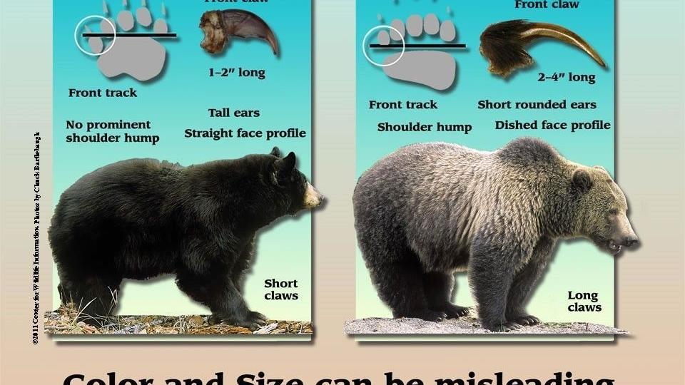Archery Hunter Mistakenly Shoots Kills Grizzly In Idaho